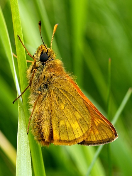 Large Skipper butterfly photographed by Roger Butterfield