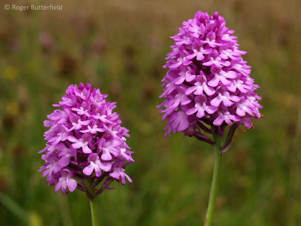 Pyramidal Orchids photographed by Roger Butterfield