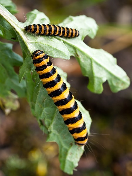 Cinnabar Moth Caterpillar photographed by Roger Butterfield