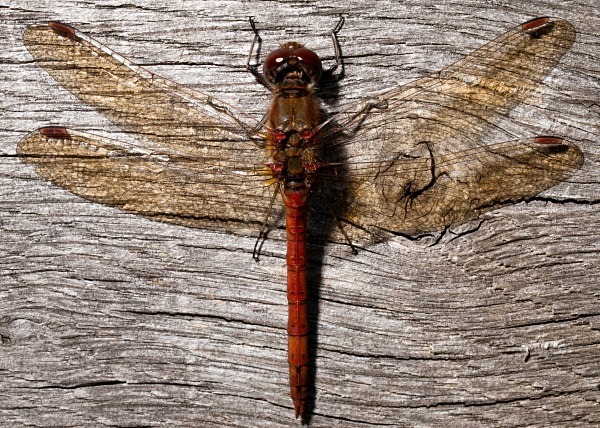 Common Darter - Dragonflies & Damselflies