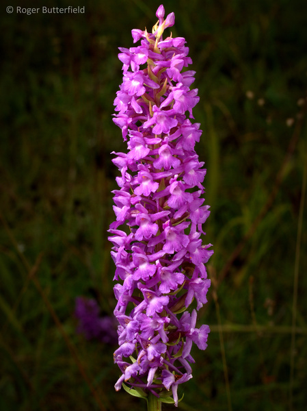 Fragrant Orchid photographed by Roger Butterfield