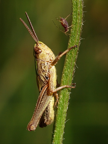 Unidentified Grasshopper (and Aphid) - Grasshoppers & Crickets