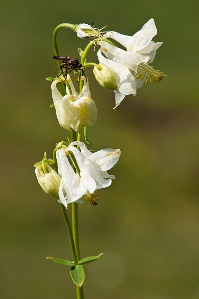 Columbine (White) #02 - Deep Dale Nature Reserve