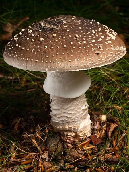 ‘Grey Spotted Amanita’ mushroom, photographed by Roger Butterfield.