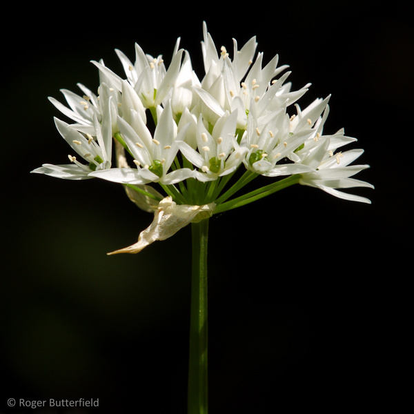 Ramsons photographed by Roger Butterfield