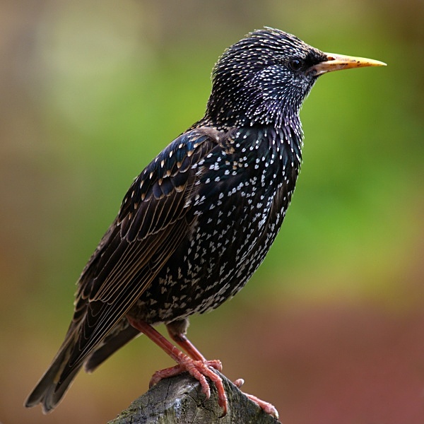 Starling photographed by Roger Butterfield
