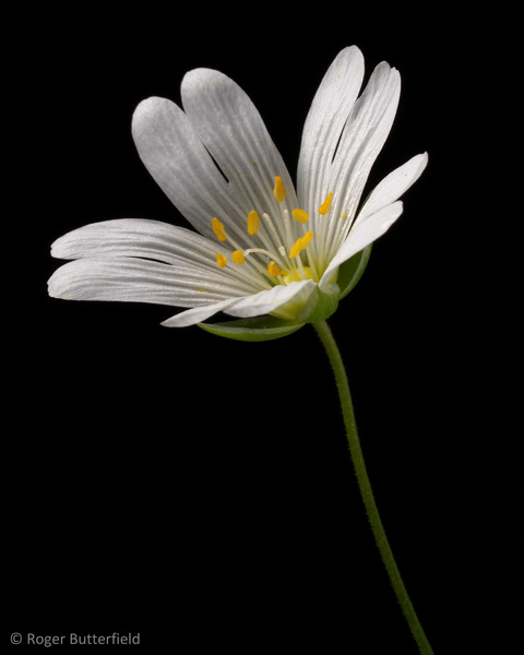 Greater Stitchwort photographed by Roger Butterfield