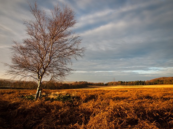 Wharncliffe Chase, photographed by Roger Butterfield.