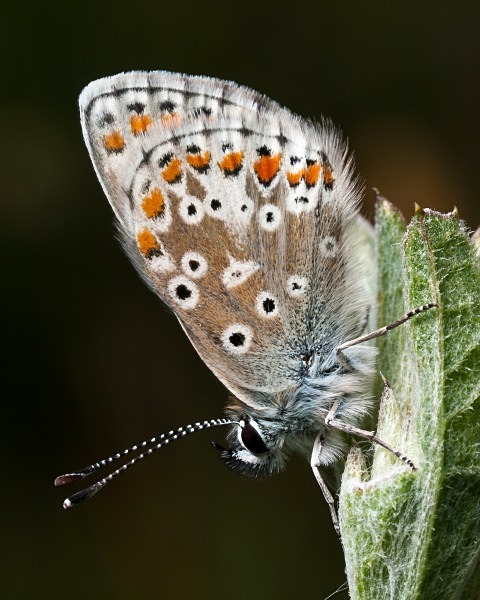 Brown Argus - Butterflies