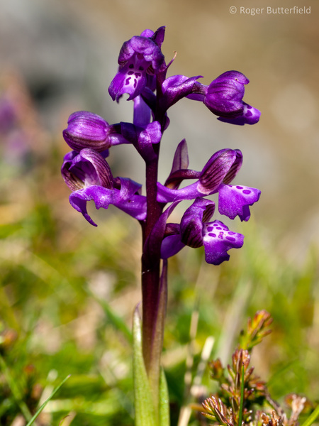 Green-winged Orchid photographed by Roger Butterfield