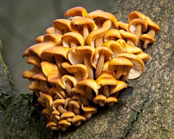 'Velvet Shank' mushrooms, photographed by Roger Butterfield.