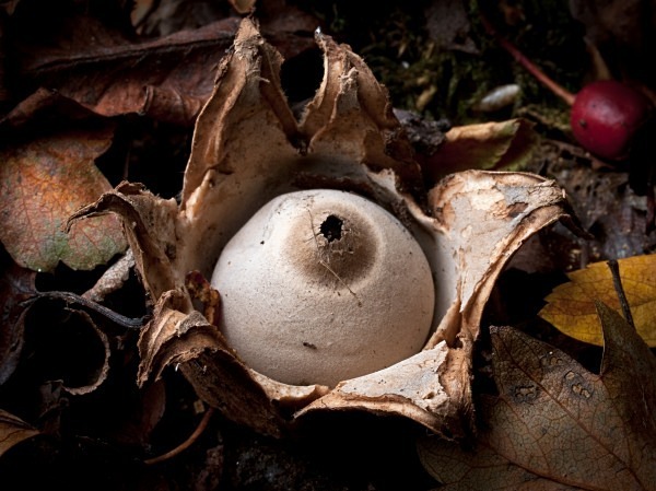 'Sessile Earthstar' fungus, photographed by Roger Butterfield.