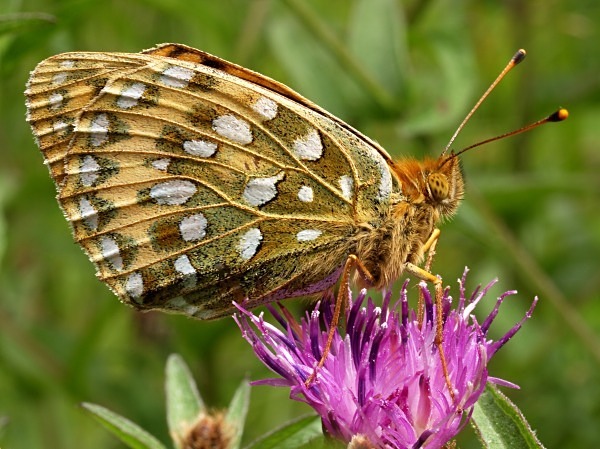 Dark Green Fritillary - Butterflies