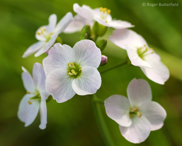 Cuckooflower photographed by Roger Butterfield
