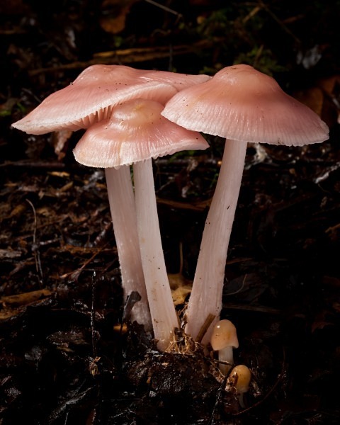 'Lilac Bonnet' mushrooms, photographed by Roger Butterfield.