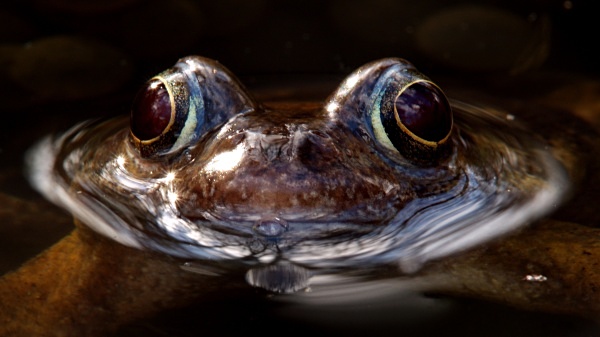 Common Frog photographed by Roger Butterfield
