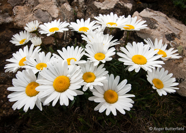Oxeye Daisy photographed by Roger Butterfield