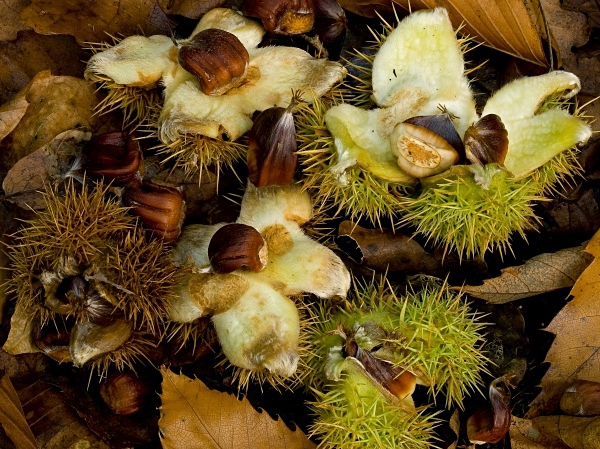 Sweet Chestnuts #2 - Autumn
