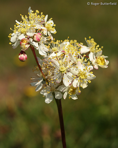 Dropwort photographed by Roger Butterfield