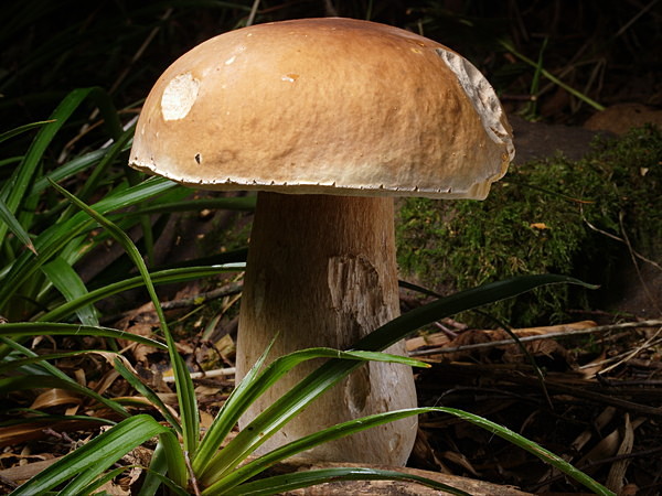 'Penny Bun' mushroom, photographed by Roger Butterfield.