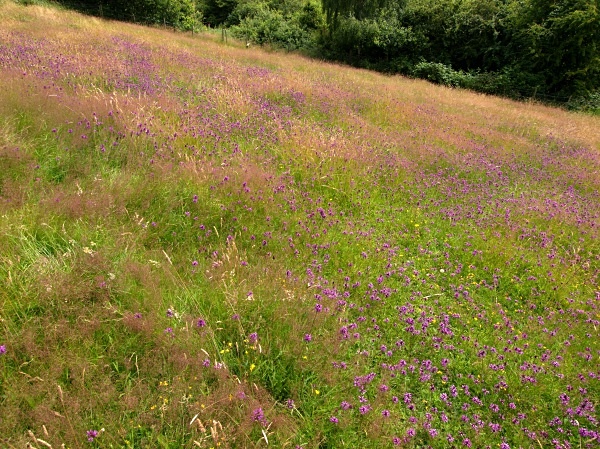 Sally Clark's Meadow - Shire Brook Valley