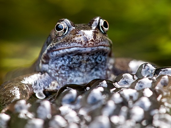 Common Frog photographed by Roger Butterfield
