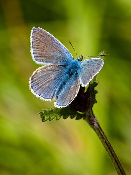 Common Blue butterfly photographed by Roger Butterfield