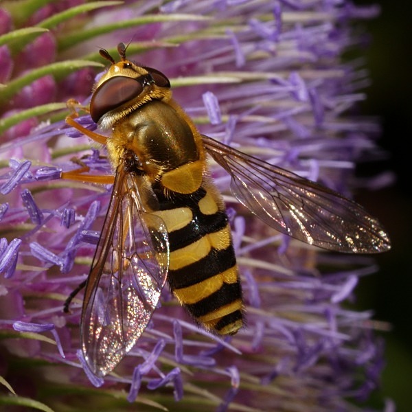Syrphus ribesii - Flies