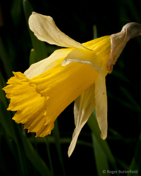 Wild Daffodil photographed by Roger Butterfield