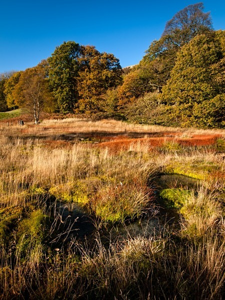 Rocher Bog - Landscapes & Habitats