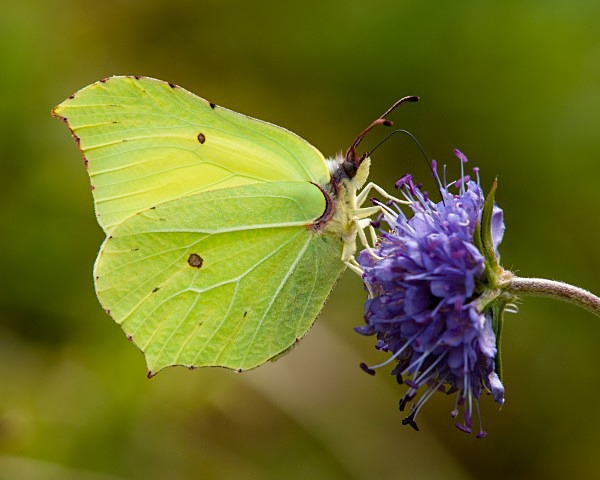 Brimstone butterfly photographed by Roger Butterfield