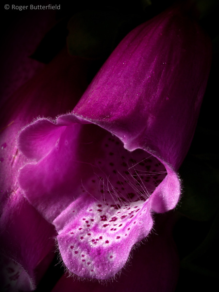 Foxglove photographed by Roger Butterfield