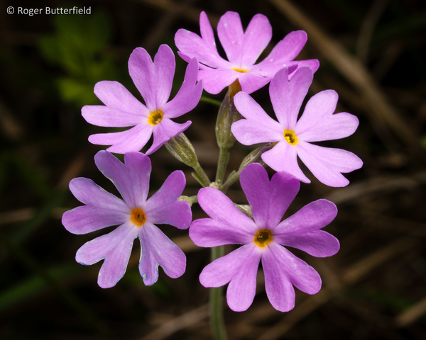 Birds-Eye Primrose photographed by Roger Butterfield