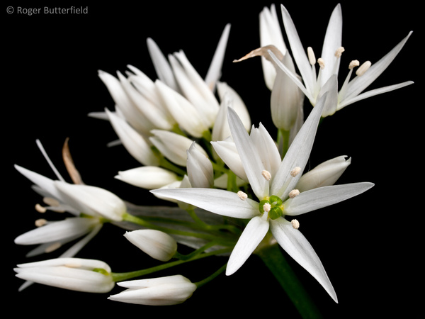 Ramsons photographed by Roger Butterfield