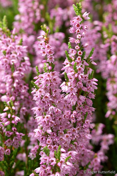 Heather flowers photographed by Roger Butterfield