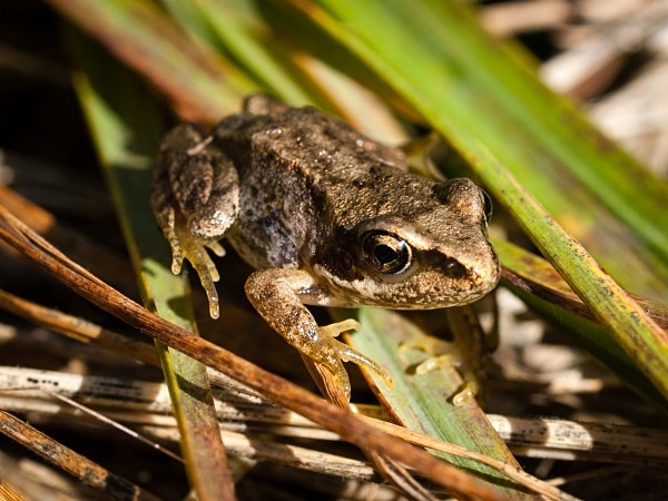 Common Frog photographed by Roger Butterfield