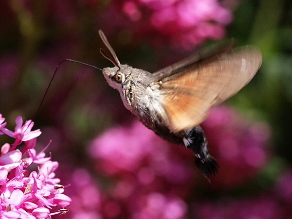Hummingbird Hawk-moth - Moths
