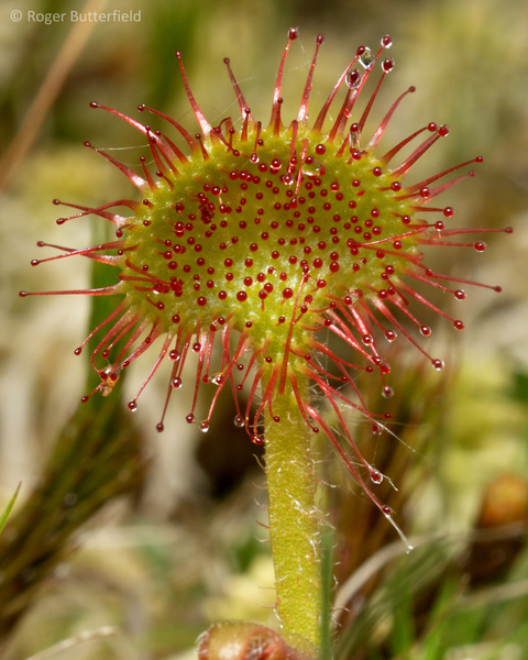 Round-leaved Sundew photographed by Roger Butterfield