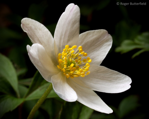 Wood Anemone photographed by Roger Butterfield
