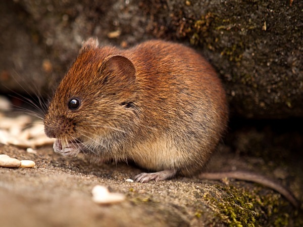 Bank Vole photographed by Roger Butterfield