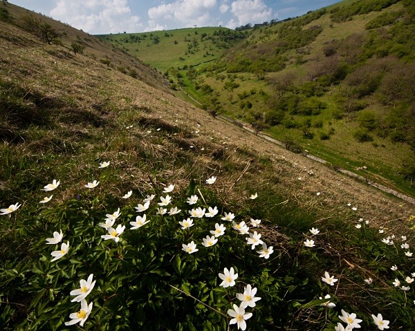 Deep Dale #02 - Deep Dale Nature Reserve