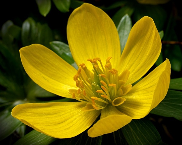 Winter Aconite - Spring