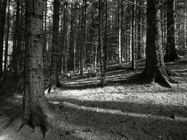 Oaking Bank - Landscapes