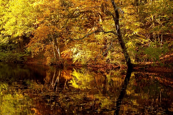 Wolf Wheel Dam - Autumn