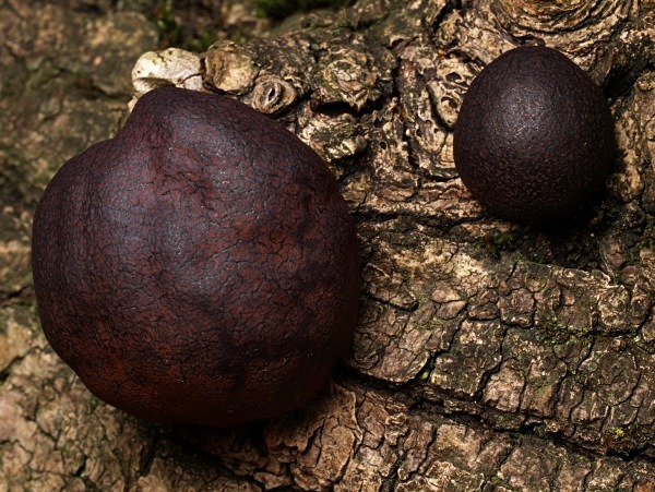 'King Alfred's Cakes' fungi, photographed by Roger Butterfield.