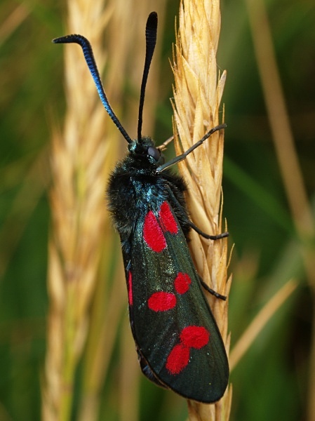 Six-spot Burnet - Moths