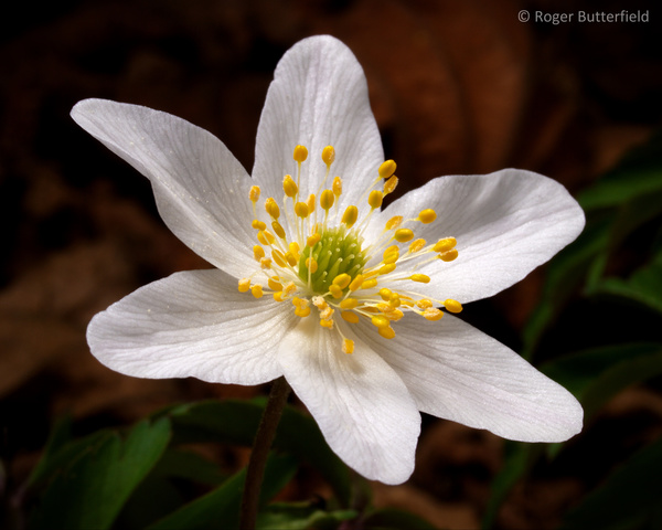 Wood Anemone photographed by Roger Butterfield