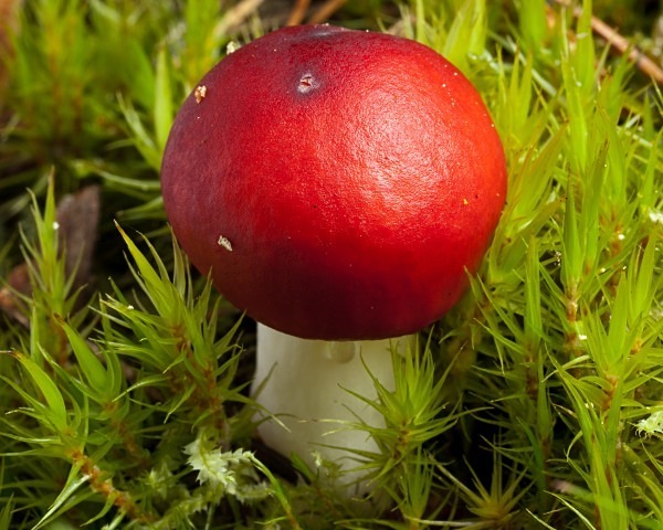 'The Sickener' mushroom, photographed by Roger Butterfield.