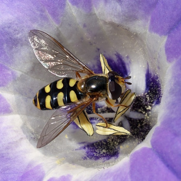 Eupeodes sp. - Flies