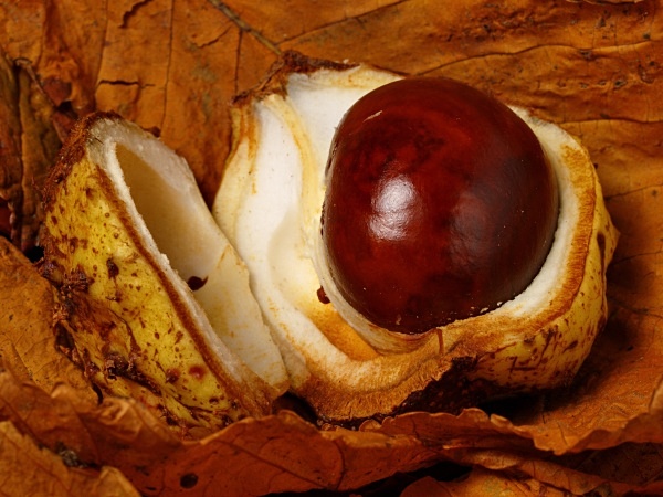Horse Chestnuts #2 - Autumn